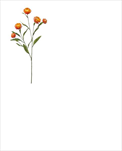 Uk Xerochrysum 70cm oranžové - velkoobchod, dovoz květin, řezané květiny Brno
