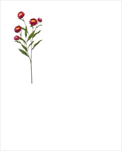 Uk Xerochrysum 70cm fuchsiové - velkoobchod, dovoz květin, řezané květiny Brno