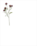 Uk Xerochrysum 70cm fialové - velkoobchod, dovoz květin, řezané květiny Brno