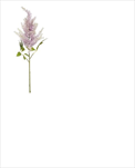 Uk Astilbe 65cm fialové - velkoobchod, dovoz květin, řezané květiny Brno