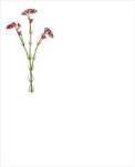 Uk Statice 62cm růžová - velkoobchod, dovoz květin, řezané květiny Brno