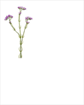 Uk Statice 62cm fialová - velkoobchod, dovoz květin, řezané květiny Brno