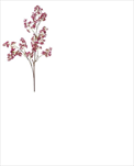 Uk Tiny flower 95cm fuchsiová - velkoobchod, dovoz květin, řezané květiny Brno