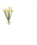 Uk Narcis 35cm - velkoobchod, dovoz květin, řezané květiny Brno