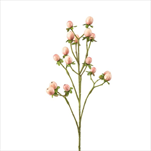 Uk hypericum 60 cm růžové - velkoobchod, dovoz květin, řezané květiny Brno