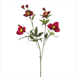 Uk helleborus 90 cm fuchsia - velkoobchod, dovoz květin, řezané květiny Brno