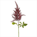 Uk astilbe 70 cm burgundy - velkoobchod, dovoz květin, řezané květiny Brno