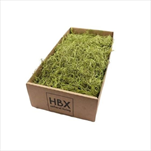 Tillandsie 350g zelená - velkoobchod, dovoz květin, řezané květiny Brno