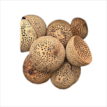 Bell cup 12 ks natural - velkoobchod, dovoz květin, řezané květiny Brno