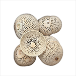 Bell cup 12 ks bělený - velkoobchod, dovoz květin, řezané květiny Brno