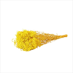 Svazek Gypsophila stabilizovaná 240 g žlutá - velkoobchod, dovoz květin, řezané květiny Brno