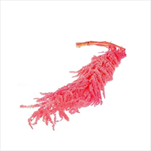 Su amaranthus 90 cm/5 ks růžový - velkoobchod, dovoz květin, řezané květiny Brno