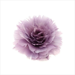 Růže peří klip 8 x 11 cm fialová - velkoobchod, dovoz květin, řezané květiny Brno