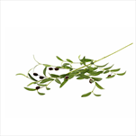 Oliva větvička 90 cm - velkoobchod, dovoz květin, řezané květiny Brno