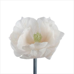 Magnolie květ pr.30 cm/v.35 cm krémová - velkoobchod, dovoz květin, řezané květiny Brno