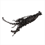 Eucalyptus baby stabil 65 cm černý - velkoobchod, dovoz květin, řezané květiny Brno