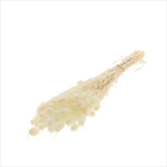 Nigella stabilizovaná 50 cm bělená - velkoobchod, dovoz květin, řezané květiny Brno