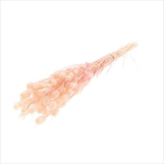 Nigella stabilizovaná  50 cm sv. růžová - velkoobchod, dovoz květin, řezané květiny Brno