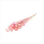 Nigella stabilizovaná 50 cm růžová - velkoobchod, dovoz květin, řezané květiny Brno