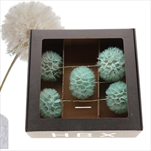 Pampeliška Dandelion 12 x 38 cm/5 kusů světle zelená - velkoobchod, dovoz květin, řezané květiny Brno