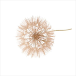 Pampeliška 35 x 12 cm béžová - velkoobchod, dovoz květin, řezané květiny Brno