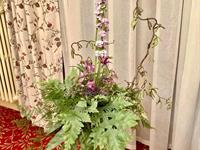 Brněnská růže 2024