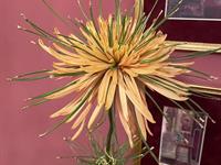 Brněnská růže 2025 