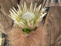 Brněnská růže 2025 