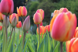 Tulipány - Květiny Brno