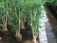 XXL rostliny v hydroponii