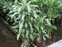 XXL rostliny v hydroponii