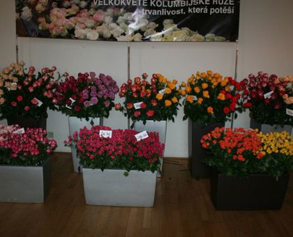 Brněnská růže - ročník 2009