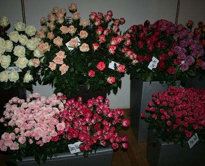 Brněnská růže - ročník 2009