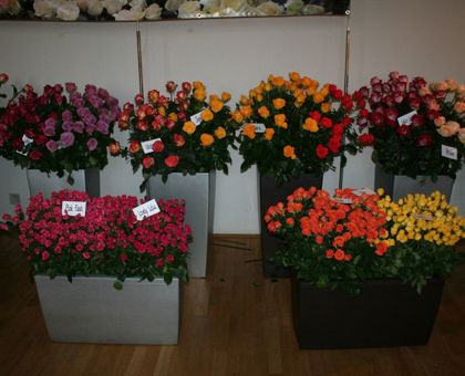 Brněnská růže - ročník 2009
