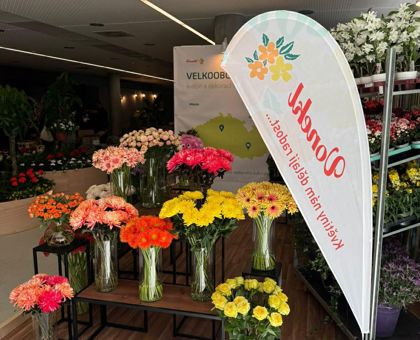 Flora Olomouc 2026