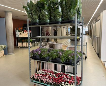 Flora Olomouc 2026