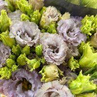 Květiny přímo - z holandské burzy